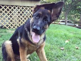 Some german shepherds will retain drooping ears into. One Ear Up One Cute Pup Petinsider