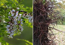Ipe is widely used as an ornamental tree for parks and. Black Locust Vs Honey Locust What Are The Differences The Diy Hammer