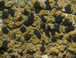 Image result for Pycnospora