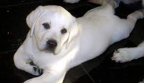 I am dedicated to raising & showing top quality english labrador retrievers. So Adorable Labrador Puppy White Labrador Puppy Lab Dogs