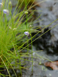 Image result for Utricularia tortilis