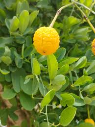 Image result for Maerua juncea