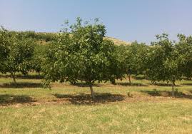 Europa oferă fonduri afacerilor mici. Pepiniera Nuci Botosani