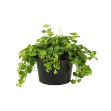 Peperomia Rotundifolia Pot Diametre 14 Cm Autres Marques Jardinerie Truffaut Jardinerie Truffaut Jardinerie Plante Verte