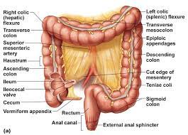 Regions Of Large Intestine Cleanse Your Liver Digestive System Superior Mesenteric Artery