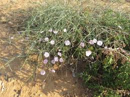 Image result for Convolvulus farinosus
