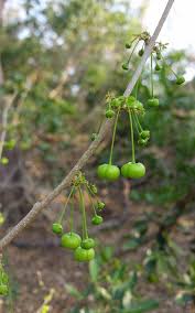 Image result for Phyllanthus pinnatus