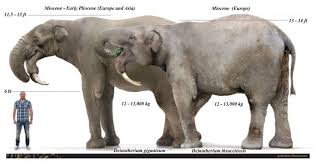 Deinotherium giganteum prehistoric elephant relative