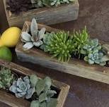 Father’s Day Succulent Planter Workshop