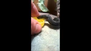 Maybe you would like to learn more about one of these? Garter Snakes Drinking Water From My Hand Youtube