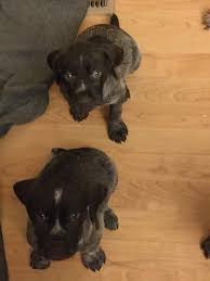 Explore 22 listings for german pointer puppies for sale at best prices. German Wirehaired Pointer Puppies For Sale Glyndon Mn 314332
