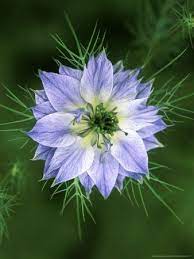 Love In The Mist Beautiful Flowers Pictures Blue Flowers Flower Aesthetic