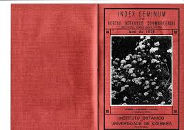 Image result for Pleiotaxis pulcherrima