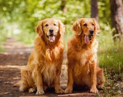 Download the free petsmart mobile app today & access your digital card, book services, get special offers & manage your account. Sooner Golden Retriever Rescue Okc Pet Adopt