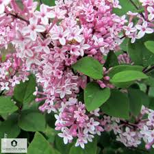 Image result for Syringa meyeri ´Palibin