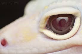 pin by ezgi eregli on remarkable reptiles leopard gecko gecko albino animals
