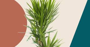 Yuccas perform a range of landscape functions. 7 Yucca Plant Care Tips That Ll Make Your Greenery Thrive