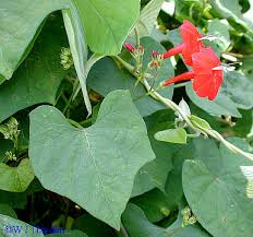 Image result for Ipomoea hederifolia