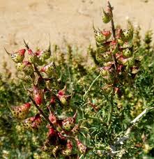 Image result for Indigofera mimosoides