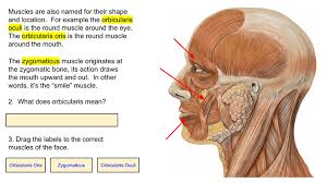 The gracilis muscle is also included in the adductor group of muscles. Muscles Guided Learning