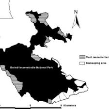 Image result for Rytigynia sp. M