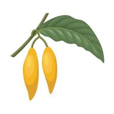 Image result for Tabernanthe iboga