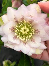 With floramondo and supplies direct we can arrange every flower or plant you can think of, for the best price possible. Helleborus Wedding Party Flower Girl Buy Lenten Rose Perennials Online Lenten Rose Wedding Party Flowers Planting Roses