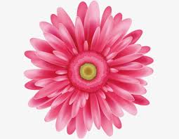 Pink Daisies Pink Flowers Pink Chrysanthemum Png Transparent Clipart Image And Psd File For Free Download Pink Daisy Pink Flowers Beautiful Flowers