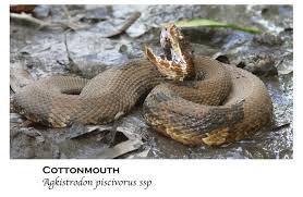 50 Snakes You Might Come Across In Alabama Al Com