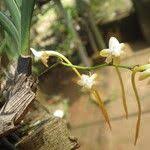 Image result for Summerhayesia