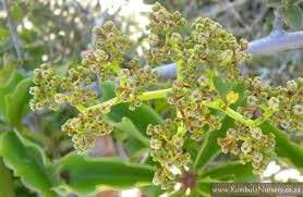 Image result for Cyphostemma congestum