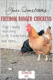 Freedom Ranger Project Update Year 2 Reformation Acres Chickens Backyard Egg Laying Chickens Laying Chickens