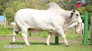 DAISAN NIP | Touros de leite | AG Brasil