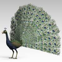 Peacock 3d Models For Download Turbosquid 3d Model Model Peacock