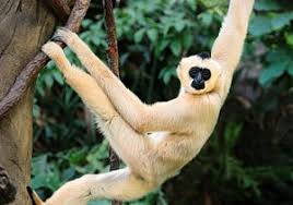 Image result for gibbon