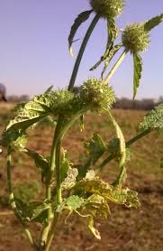 Image result for Leucas martinicensis