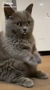Funnymemes Dancing Cat In 2020 Cat Memes Funny Cat Memes Funny Animal Memes