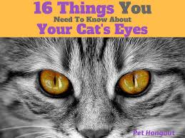 Read on for some surprising new information about one of the most popular pets in the world. 16 Things You Need To Know About Your Cat S Eyes