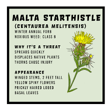 Image result for Centaurea melitensis