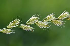 Image result for Lolium