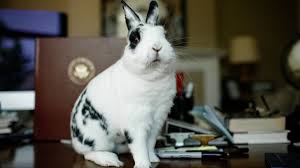 Get great discounts on pet supplies! Charlotte Pence Talks About Marlon Bundo The Vice Presidential Bunny A Chicago Native With A Book Deal Chicago Tribune