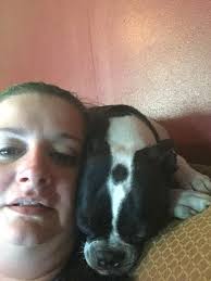 ❤️What Does the Haggerty Spot Mean?❤️ Here's the history and meaning from  the Boston Terrier Club of America: “One of the old founding lines of  Bostons way back in the early 1900's