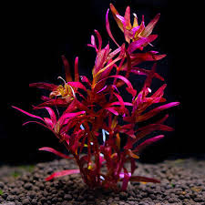 Image result for Rotala submersa