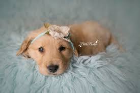 We have 10 weeks old adorable golden babies available. When A Baby Wasn T In The Cards A Woman Decides To Do Newborn Shoot For Puppy