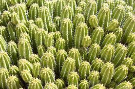The website is not working. Cactus Like Succulent Has Spines Or Sharp Edges Parts Of Plant Stock Photo Picture And Royalty Free Image Image 20378232