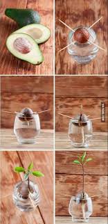 Place the toothpicks around the equator of the pit so that the pointed tip can face up, and the round bottom part will be immersed in water. How To Grow An Avocado Plant From The Seed The Houseplant Urban Jungle Blog