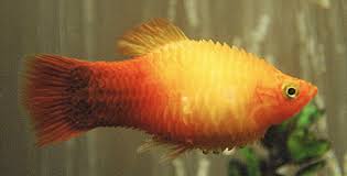 Dropsy Freshwater Aquarium Fish Fresh Water Fish Tank Aquarium Fish