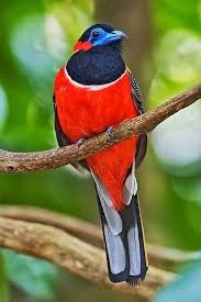 Birds That Start With F Pin By Deborah Kohl On Birds In 2020 Beautiful Birds Birds Pet Birds