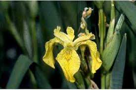 Image result for Iris pseudacorus