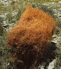 Image result for Cuscuta cassytoides